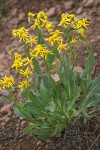 Senecio crassulus