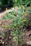 Mountain Tansy Mustard