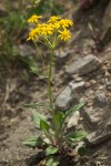 Packera streptanthifolia