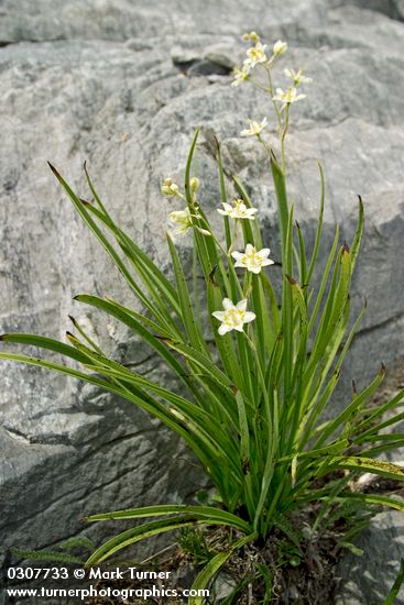 Zigadenus elegans