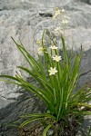 Zigadenus elegans