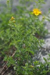 Western St. John's Wort