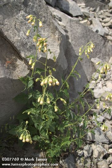 Brickellia grandiflora