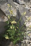 Brickellia grandiflora