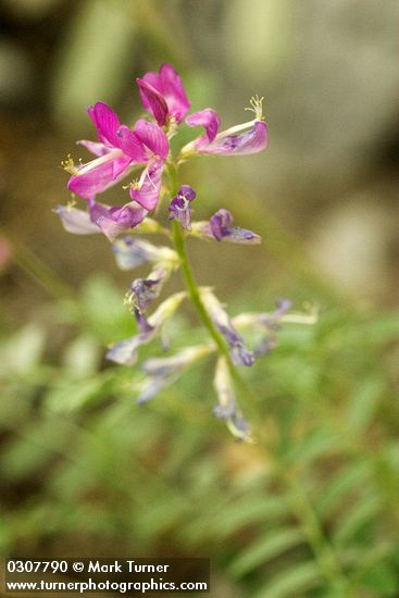 Hedysarum boreale