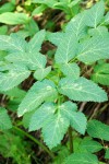 Sharptooth Angelica foliage detail