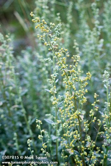 Artemisia dracunculus