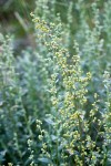 Artemisia dracunculus