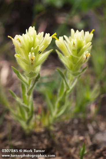 Castilleja chrysantha