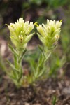 Castilleja chrysantha