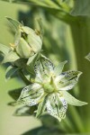 Monument Plant blossoms detail