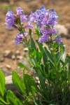 Payette Penstemon