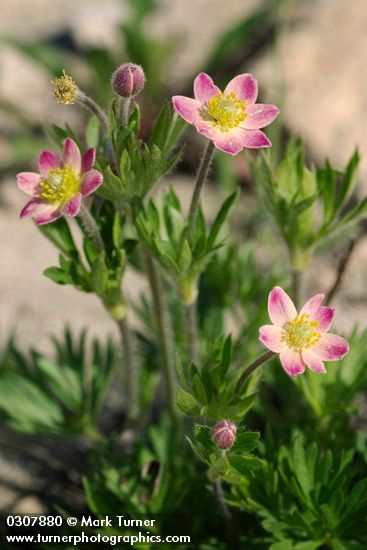 Anemone multifida