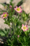 Cut-leaf Anemone (pink form)