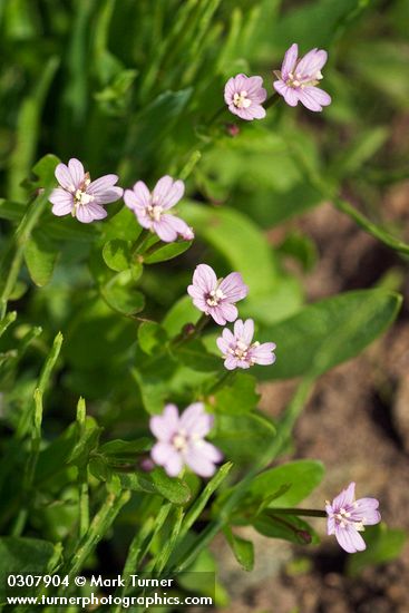 Epilobium anagallidifolium