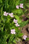 Alpine Willowherb