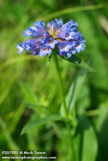 Penstemon globosus