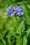 Penstemon globosus