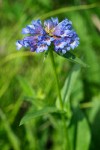 Globe Penstemon