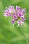 Tall Swamp Onion blossoms detail