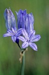 Triteleia grandiflora var. grandiflora