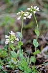 Thlaspi montanum var. montanum