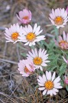 Showy Townsendia blossoms