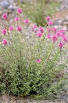 Dalea ornata
