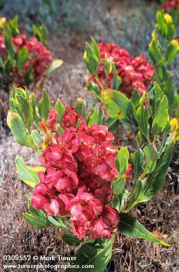 Rumex venosus