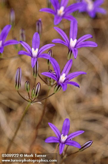 Brodiaea coronaria