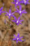 Harvest Brodiaea blossoms