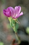 Clarkia purpurea ssp. quadrivulnera