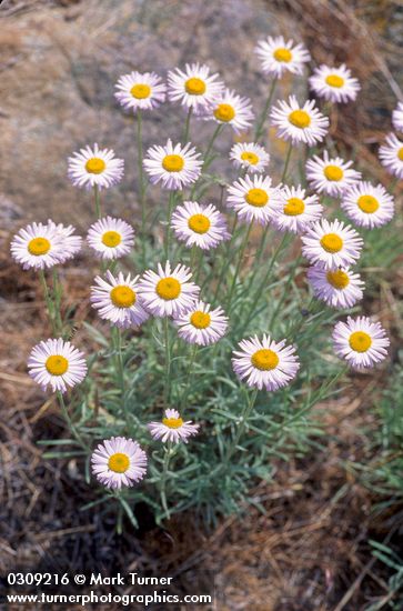 Erigeron filifolius