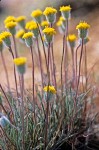 Scabland Fleabane blossoms & foliage, low angle