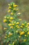 Yellow Parentucellia blossoms & foliage detail