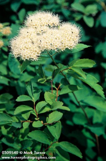 Spiraea betulifolia
