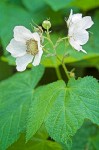 Rubus parviflorus