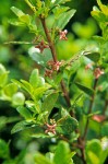 Oregon Boxwood blossoms & foliage detail