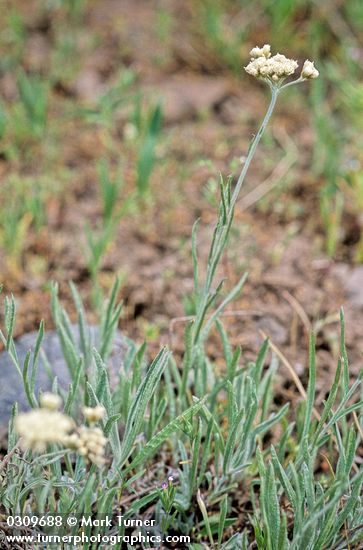 Antennaria luzuloides