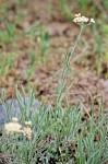 Antennaria luzuloides