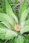 Cirsium scariosum