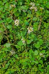 Rorippa nasturtium-aquaticum