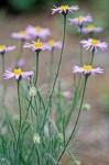 Erigeron pumilus