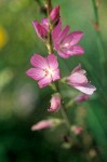 Sidalcea oregana