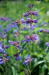 Penstemon rydbergii