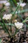 Blue Mountain Onions