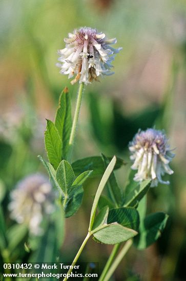 Trifolium longipes