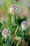 White Sweet Clover blossoms & foliage detail