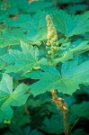 Oplopanax horridus