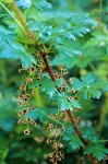 Ribes lacustre